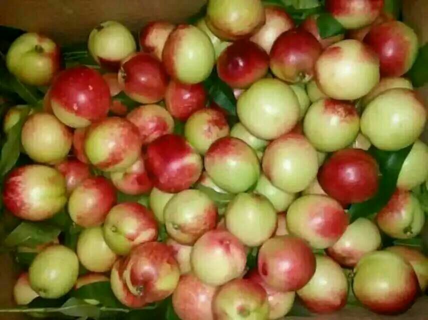 油桃陕西渭南市大荔县_批发_供应-一亩田农业