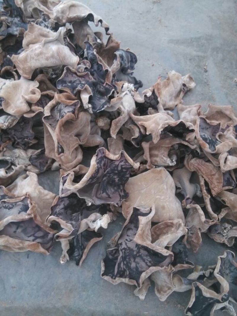 毛木耳一级