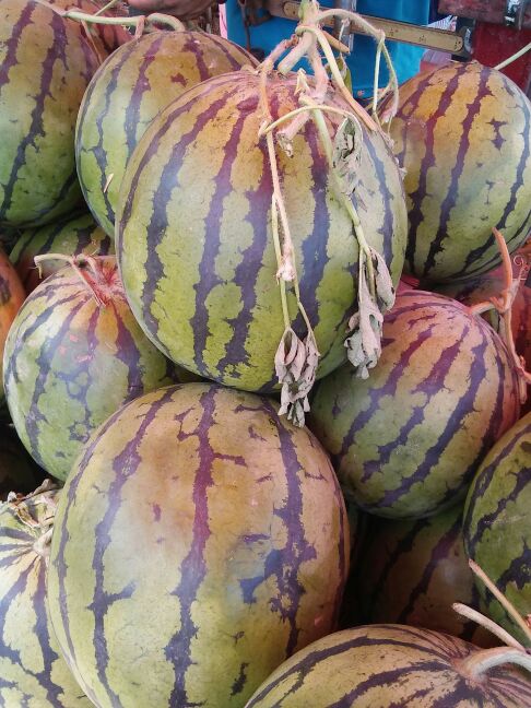 黑龙江哈尔滨市双城区地雷瓜 10斤打底 9成熟