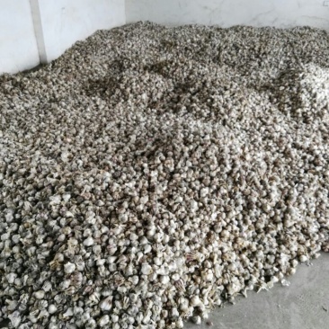 大蒜混级统货四六瓣，紫色干蒜。