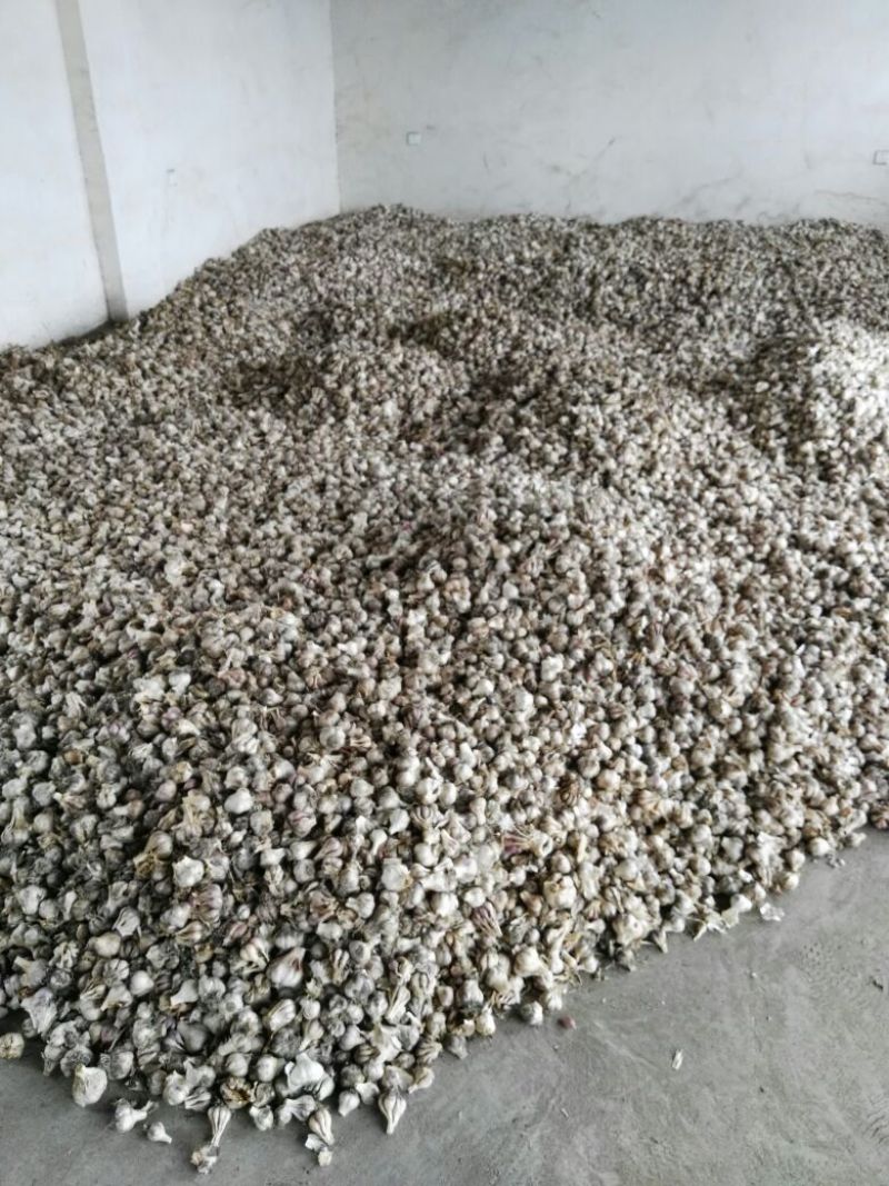 大蒜混级统货四六瓣，紫色干蒜。