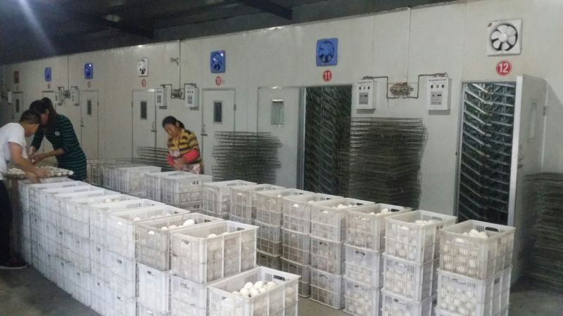 三花鹅苗250g以上