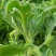 蔬菜