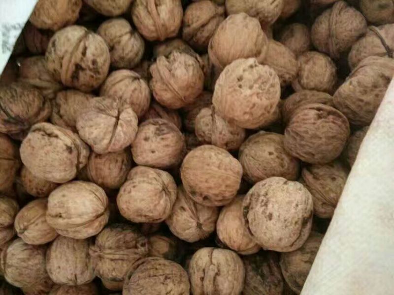 薄皮核桃30mm以上去皮干