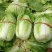 山东省日照黄心大白菜，一手货源2-4斤左右
