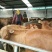 黄牛200~300kg