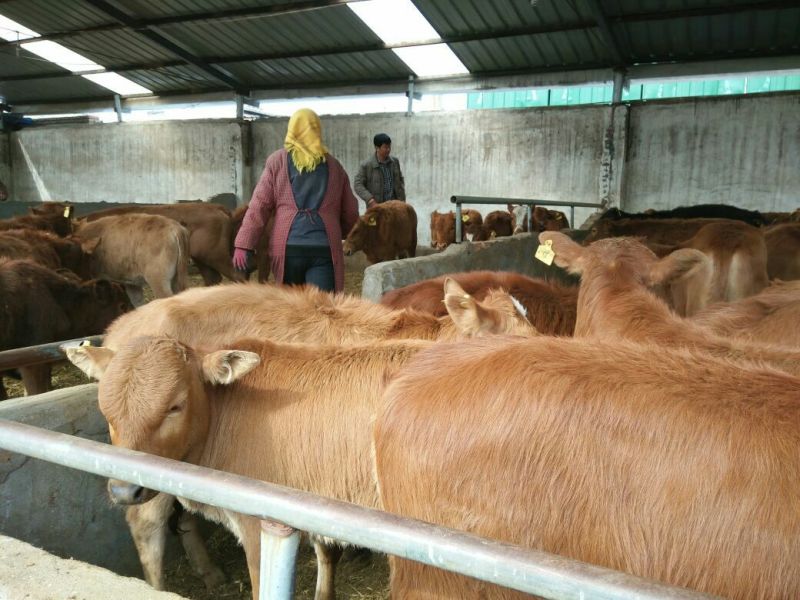 黄牛200~300kg