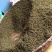 青花椒四川特产四川藤椒