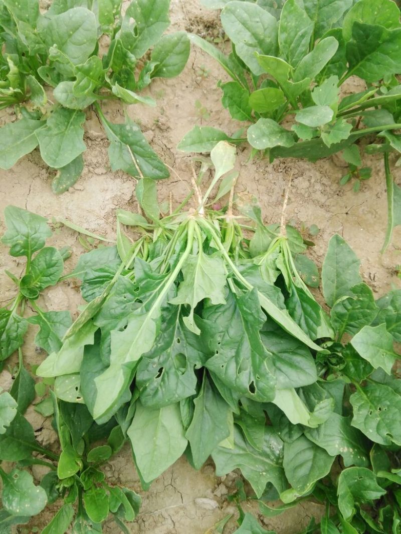 秋菠菜25~30厘米