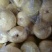 砀山梨250~300g纸袋