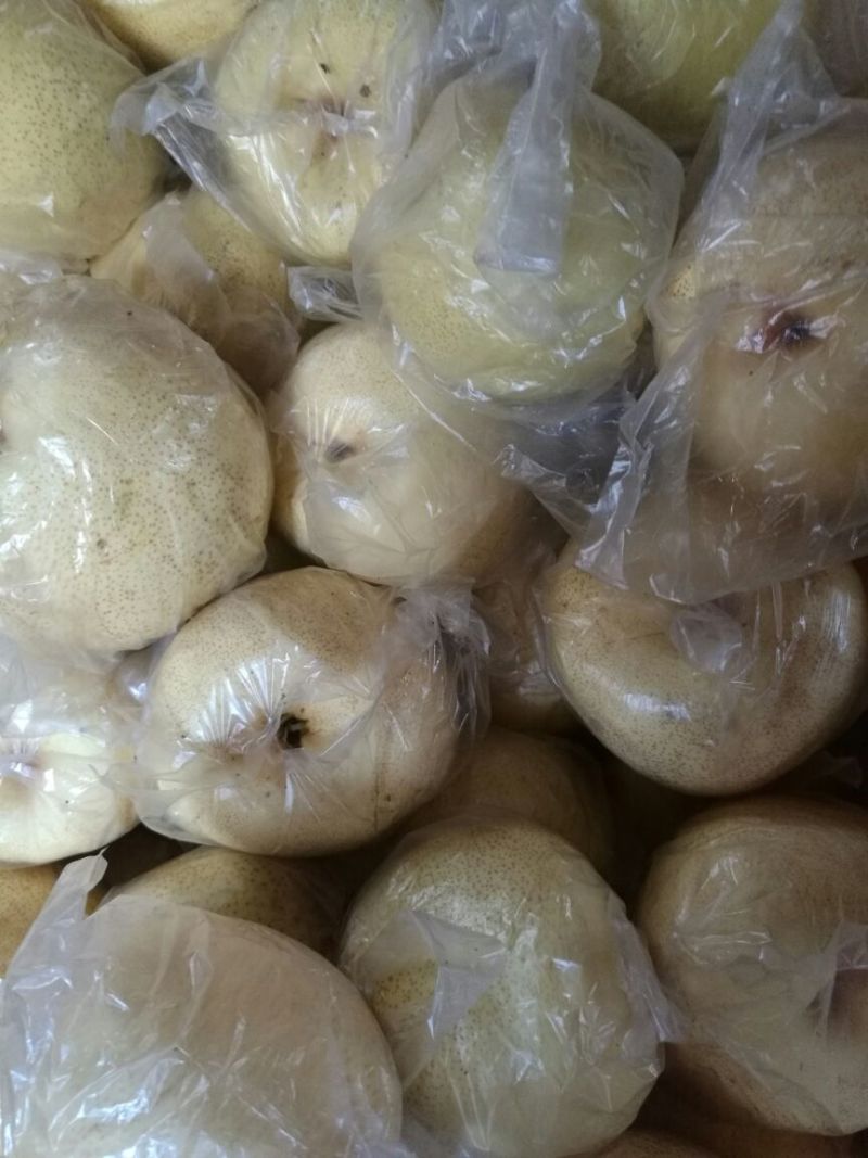 砀山梨250~300g纸袋