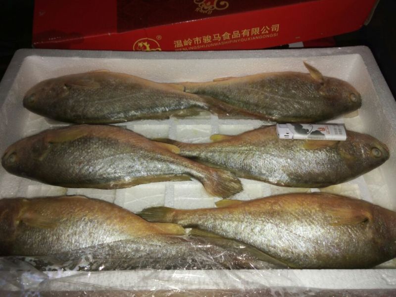 黄鱼