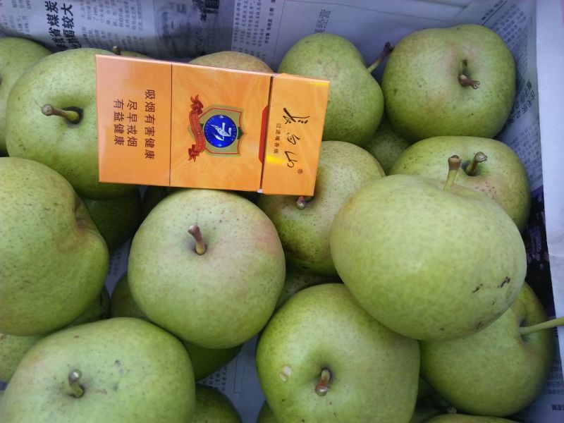 苹果梨500~550g纸箱