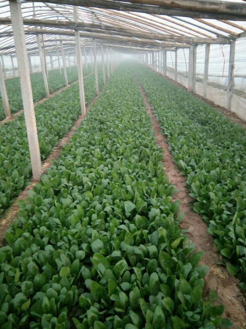 越冬菠菜25~30厘米