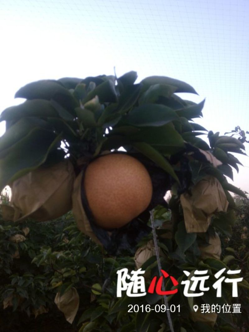 秋月400~450g
