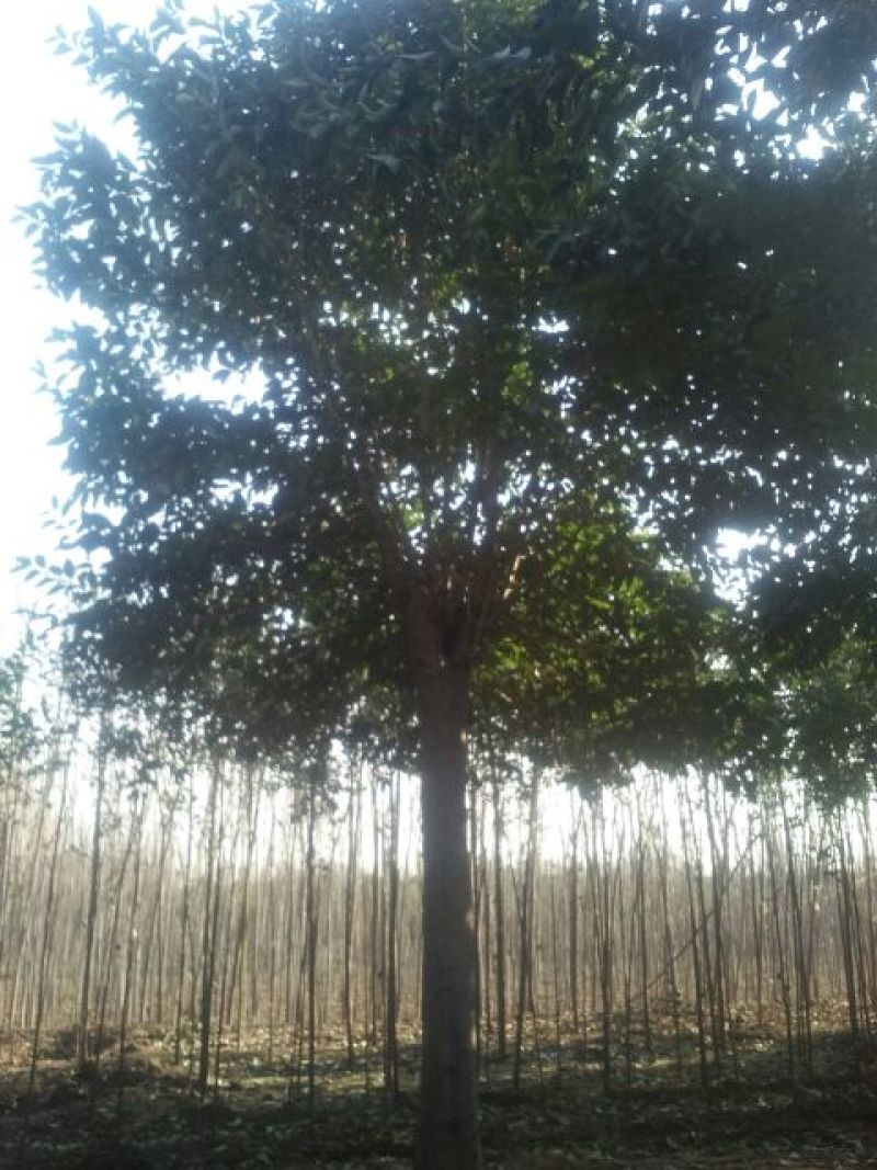 大叶女贞18~20cm