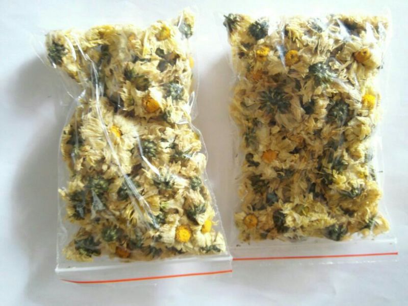 杭州白菊散装