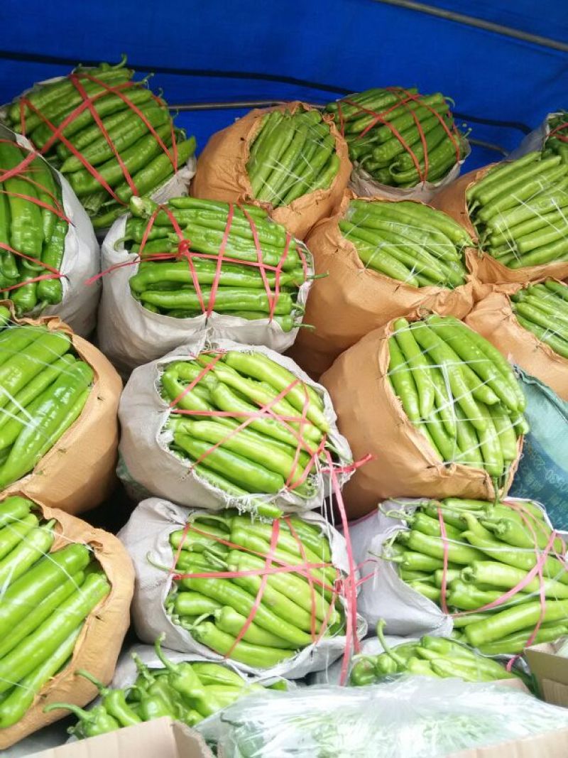黄皮辣椒（农历2月到8月）