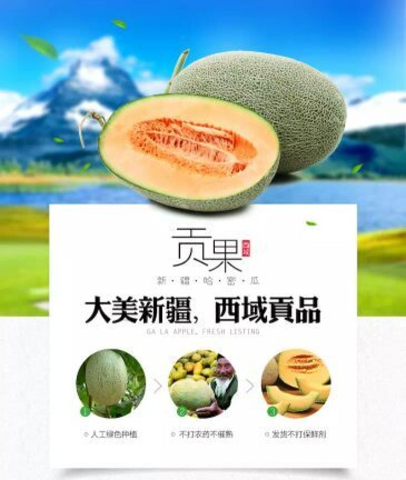 西州蜜瓜3斤以上椭圆形