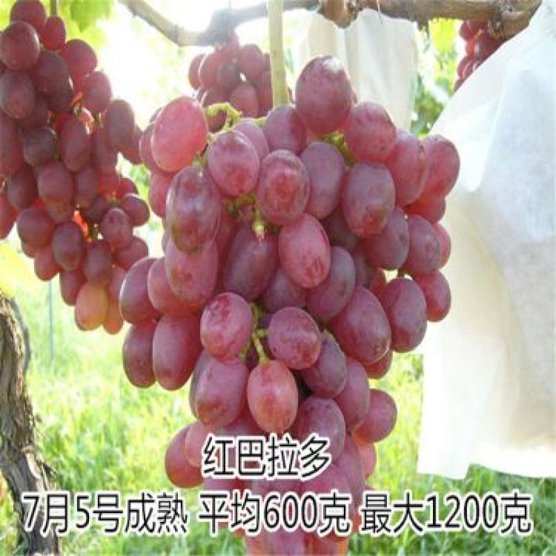 葡萄苗1年110~150cm