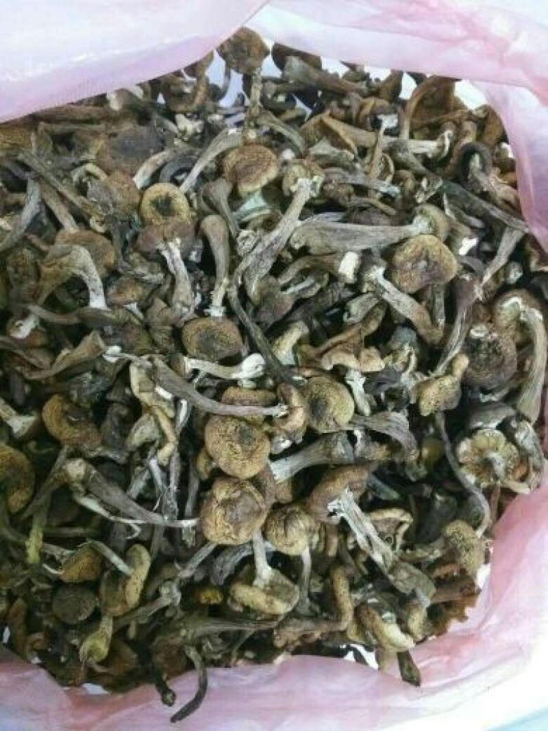 树秋菌一级