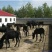 肉驴自繁自销！一手货源！诚信交易！货到付款！包成活