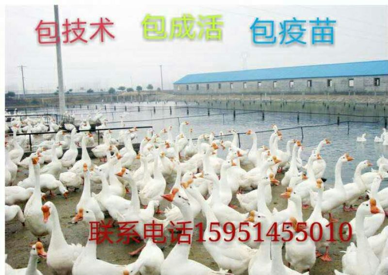 扬州大白鹅苗