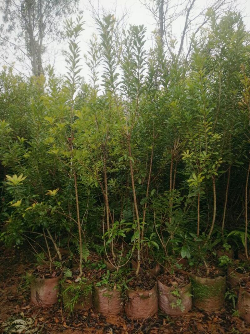 杨梅树苗1~250~100cm