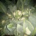 白花菜散装