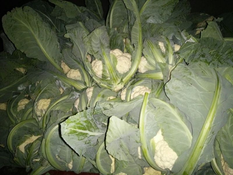 白花菜散装