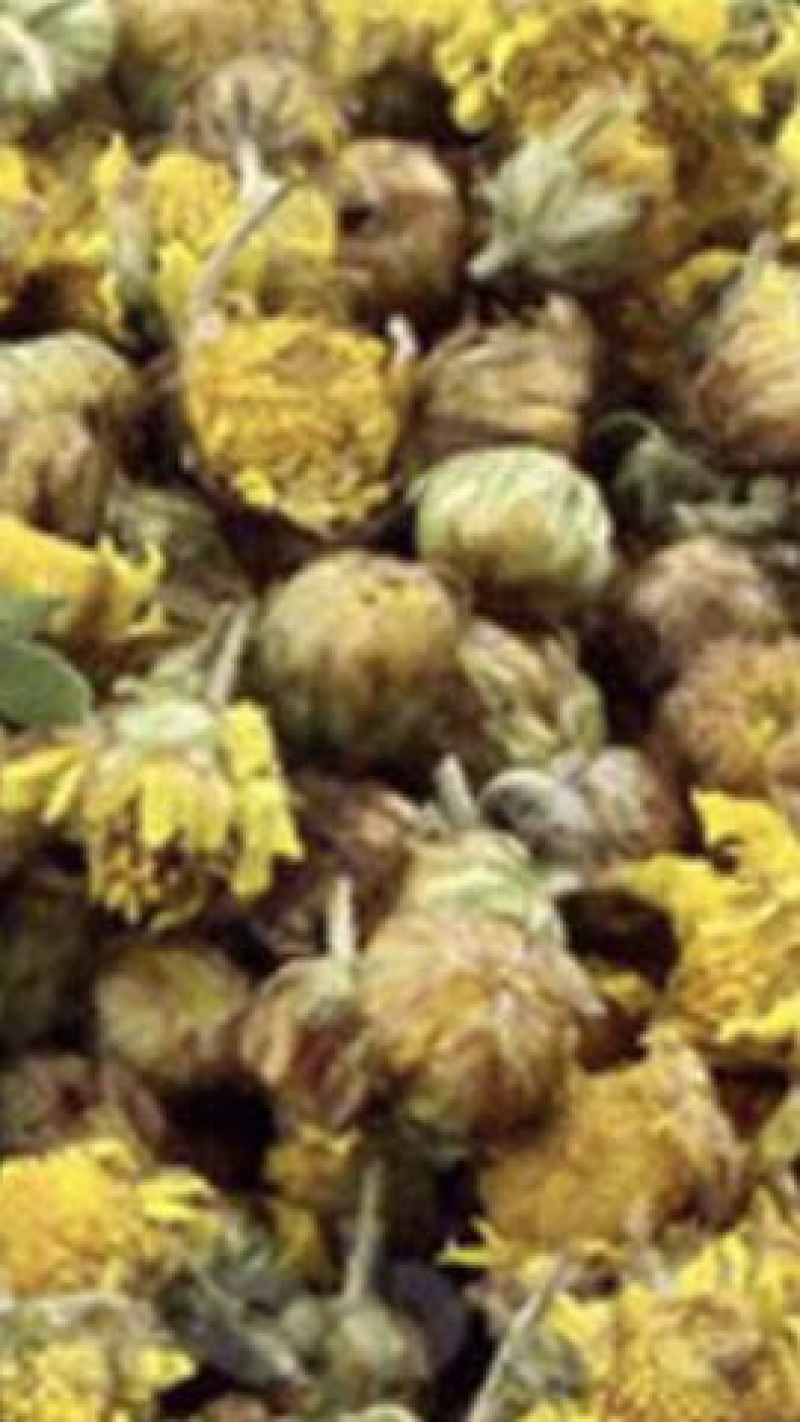 野菊花