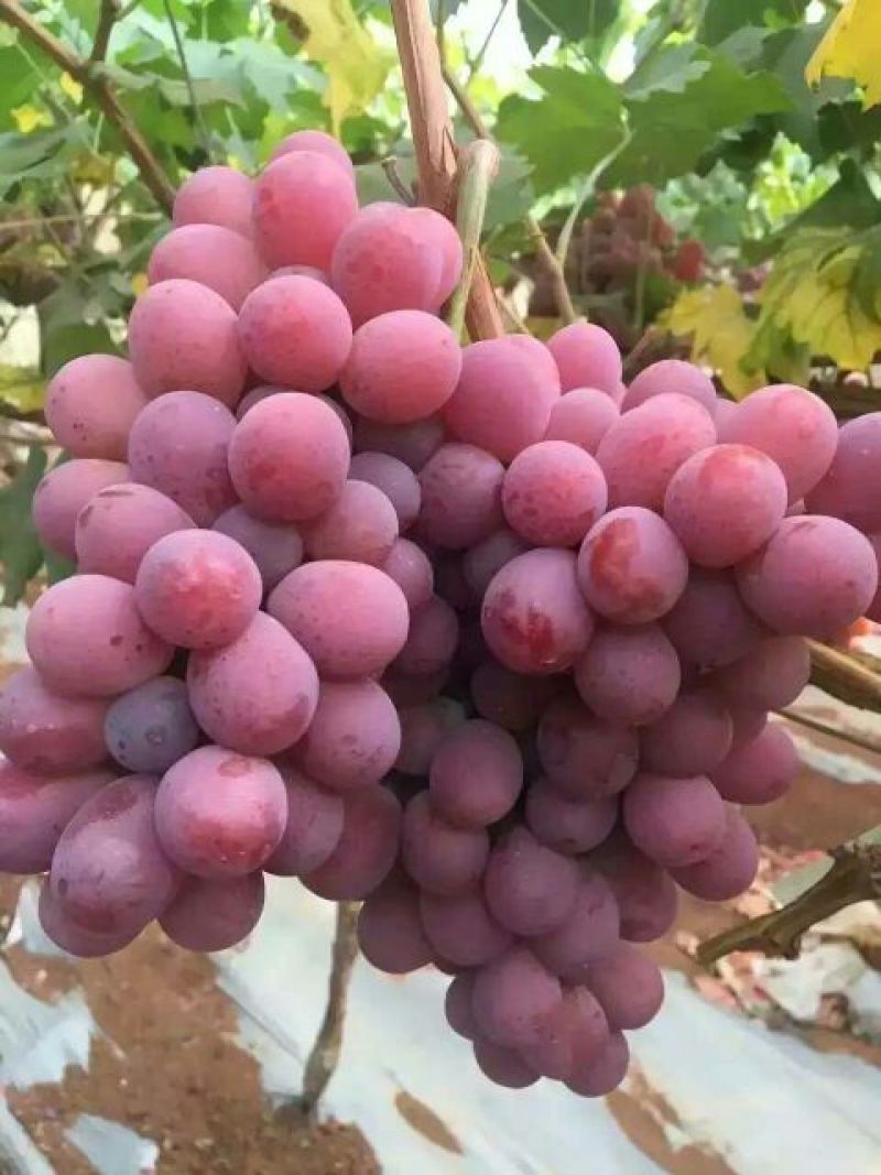 大量出售各种品种葡萄苗规格品种全质量优
