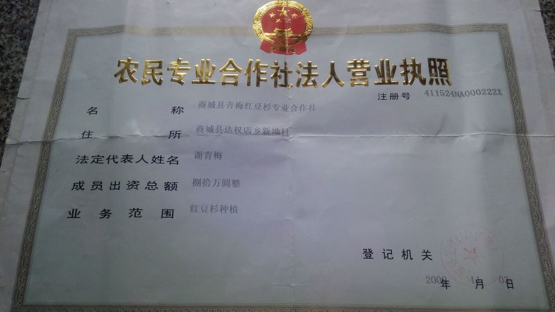 南方红豆杉，景观结果大树！