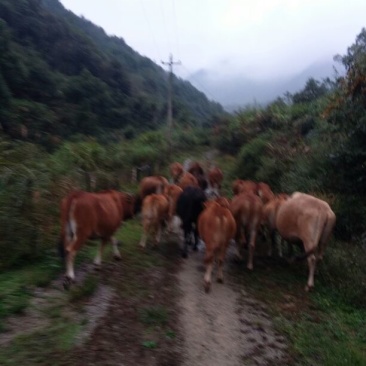 牛肉干黄牛肉鲜肉