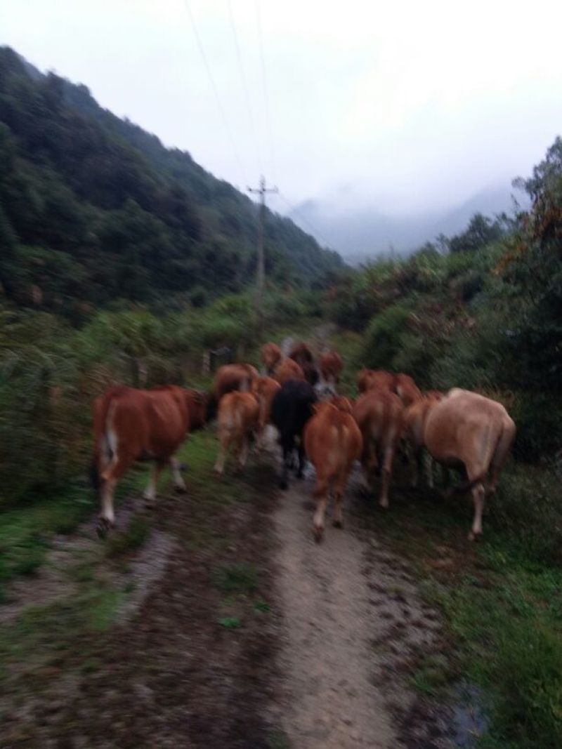 牛肉干黄牛肉鲜肉