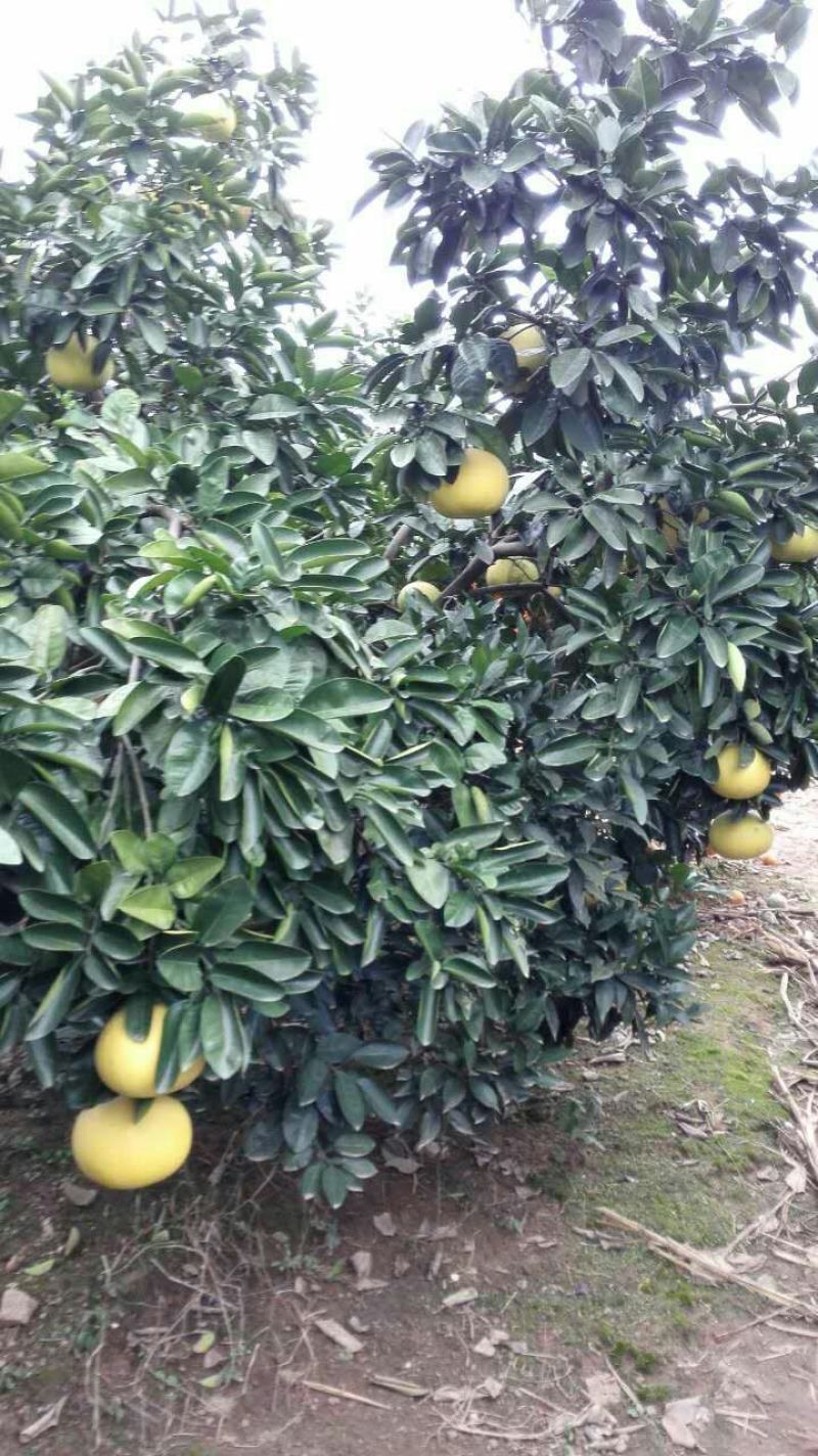 苹果柚1.5斤以上