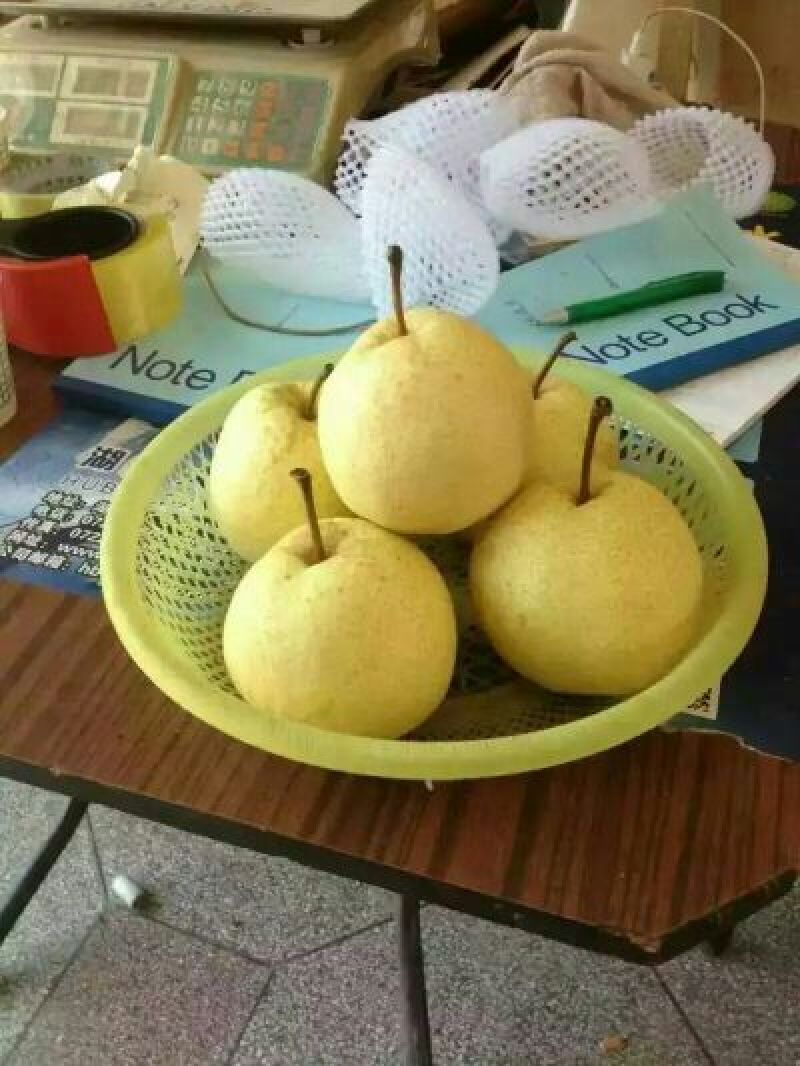 礼泉酥梨300~350g纸袋