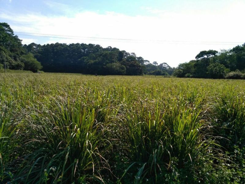 香茅，泰国香茅，柠檬香茅，越南香茅，基地