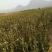 油茶苗