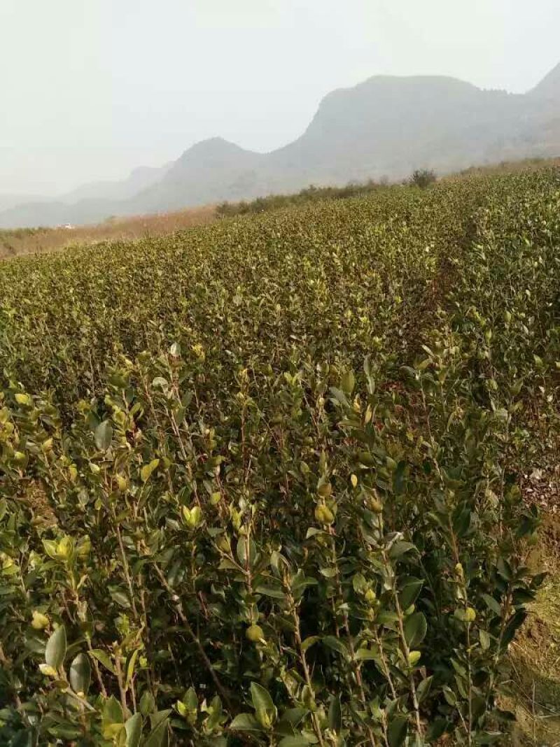 油茶苗