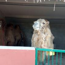 景区观赏骆驼双峰骆驼乘骑骆驼训养骆驼价格