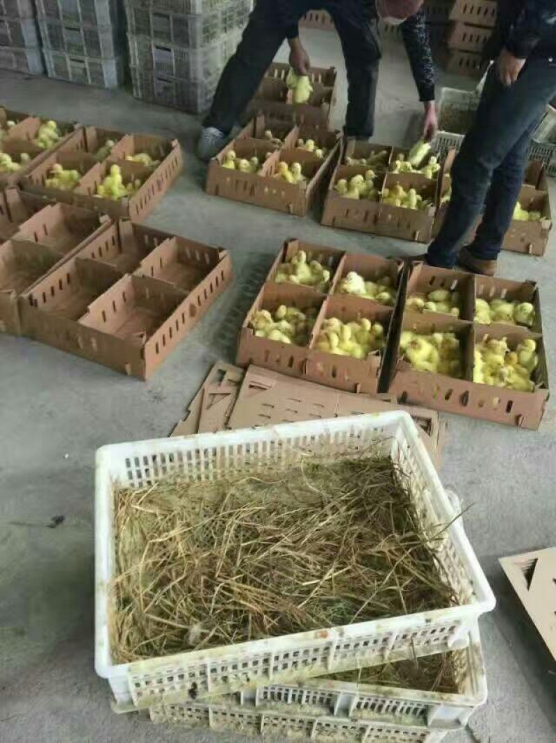 鹅苗250g