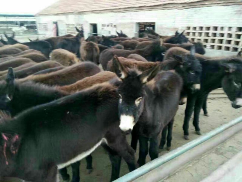 肉驴100~200斤种馿育肥馿全国包运货到付款