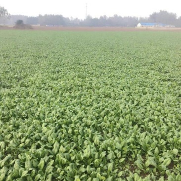 大叶菠菜20~25厘米