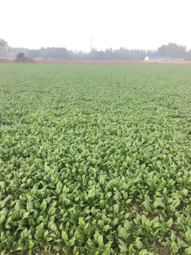 大叶菠菜20~25厘米