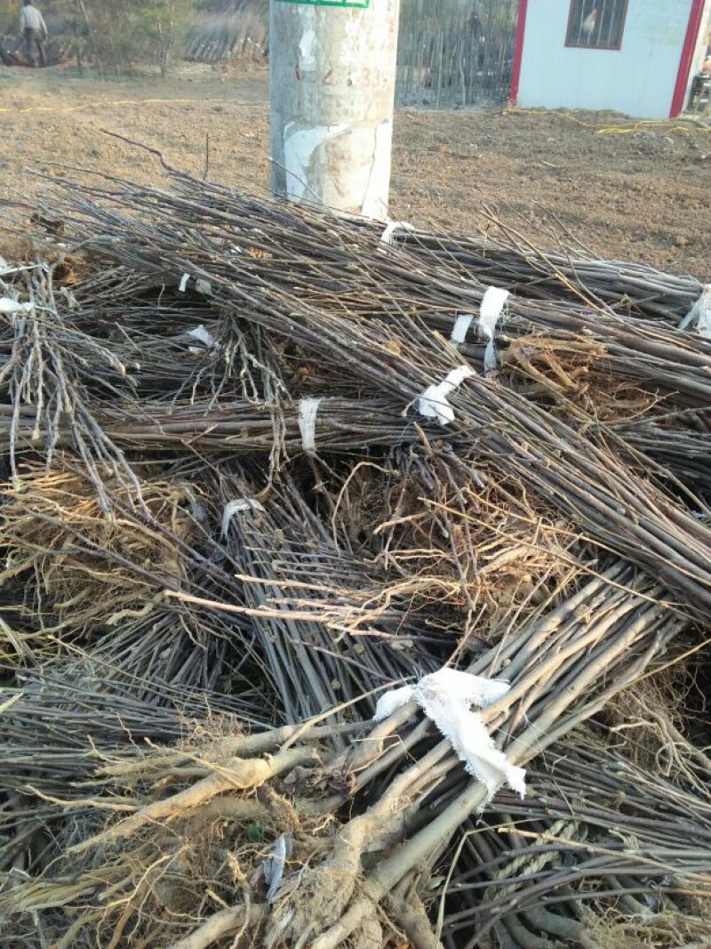 玉兰苗地栽苗80cm以上包指导包技术包成活