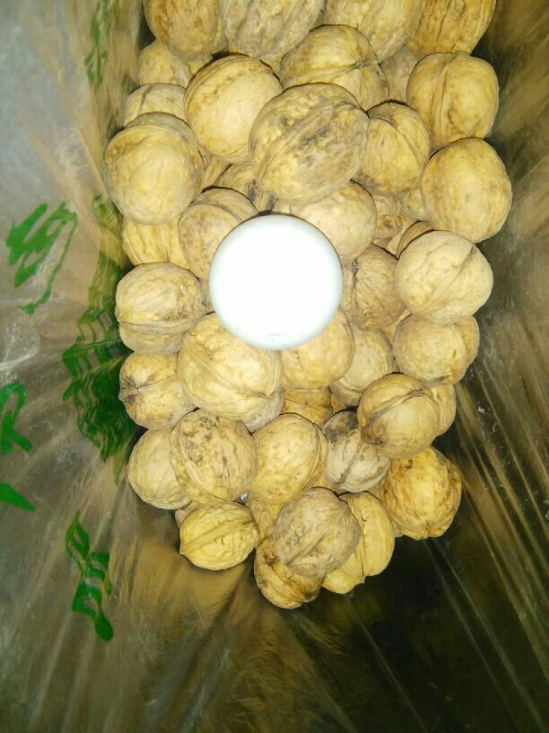 核桃去皮干