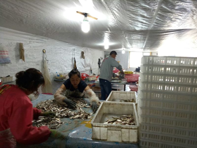 小白鱼1~1.5斤