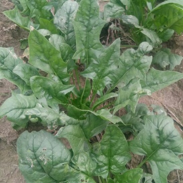 大叶菠菜20~25厘米