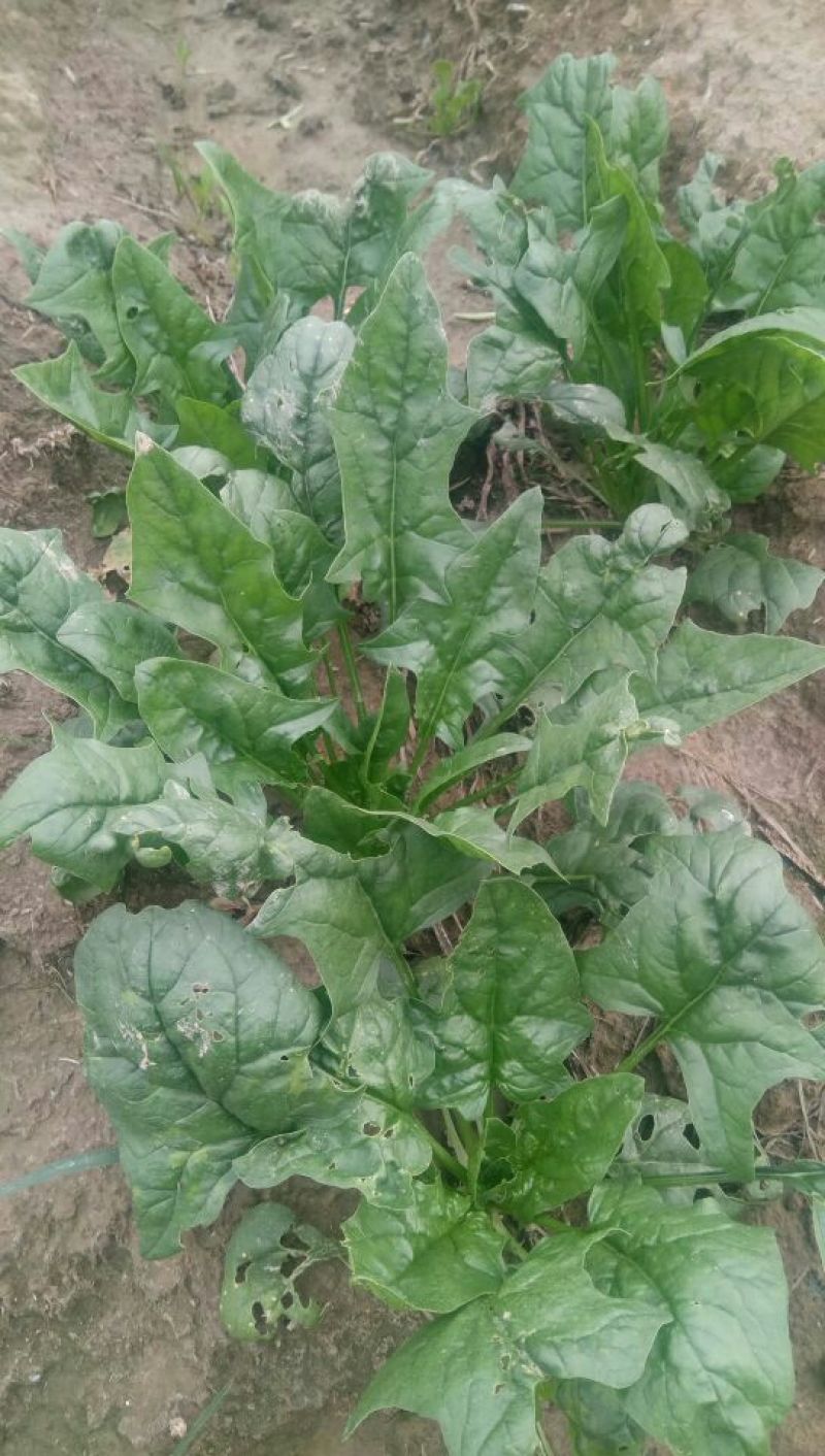 大叶菠菜20~25厘米